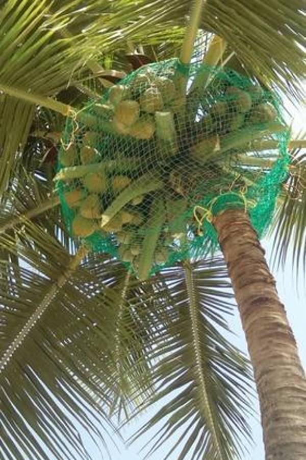 Coconut Tree & Parking Lot Safety Nets Fixing Call 7205639792